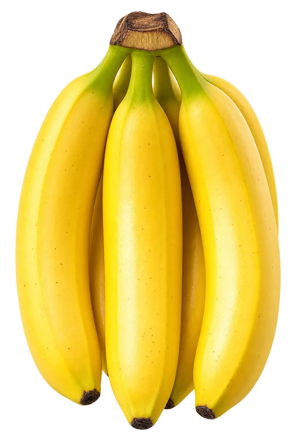 Premium Robusta Bananas