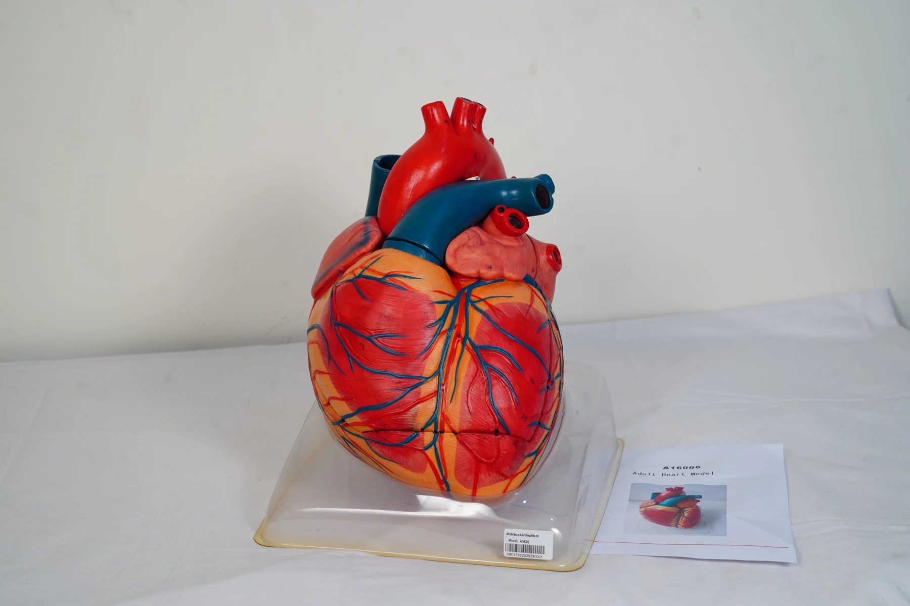 Adult Heart Model thumbnail 2