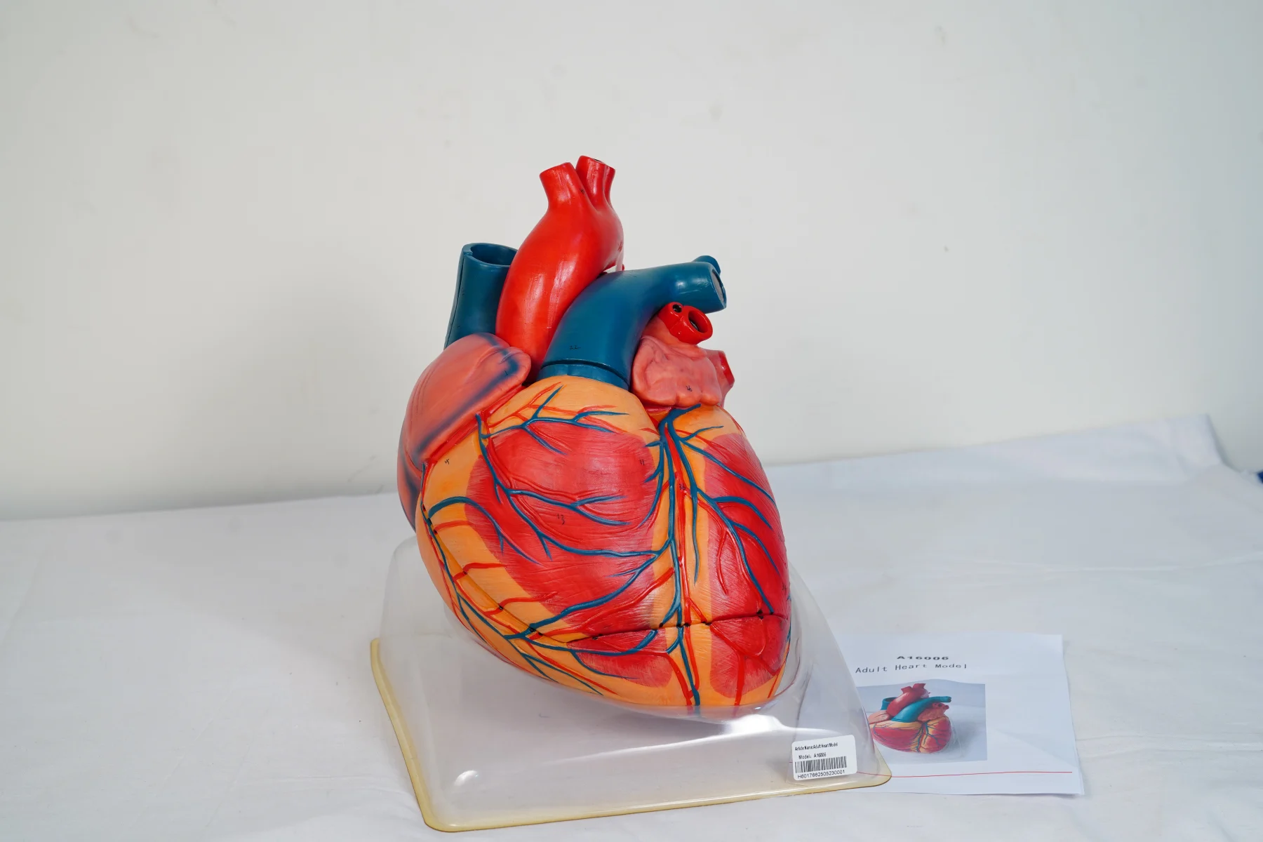 Adult Heart Model thumbnail 4