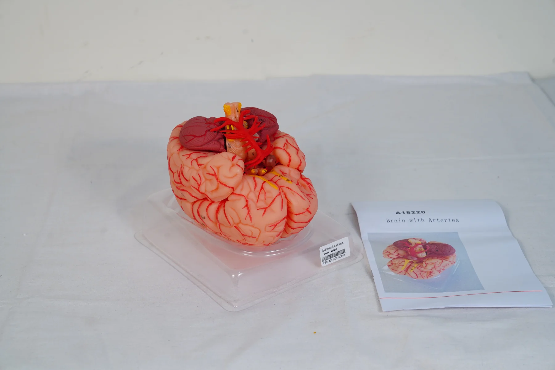 Brain With Arteries thumbnail 3