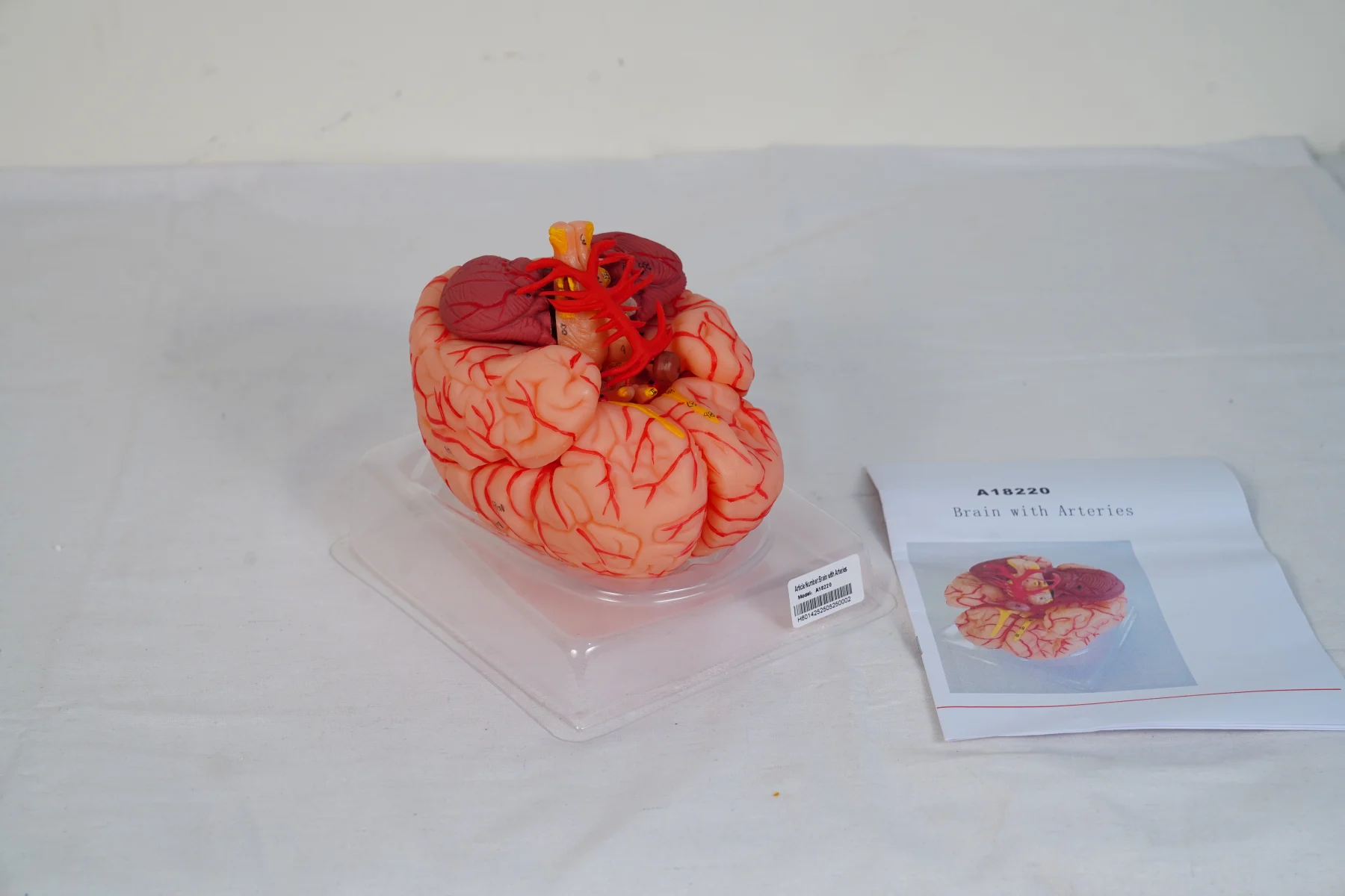 Brain With Arteries