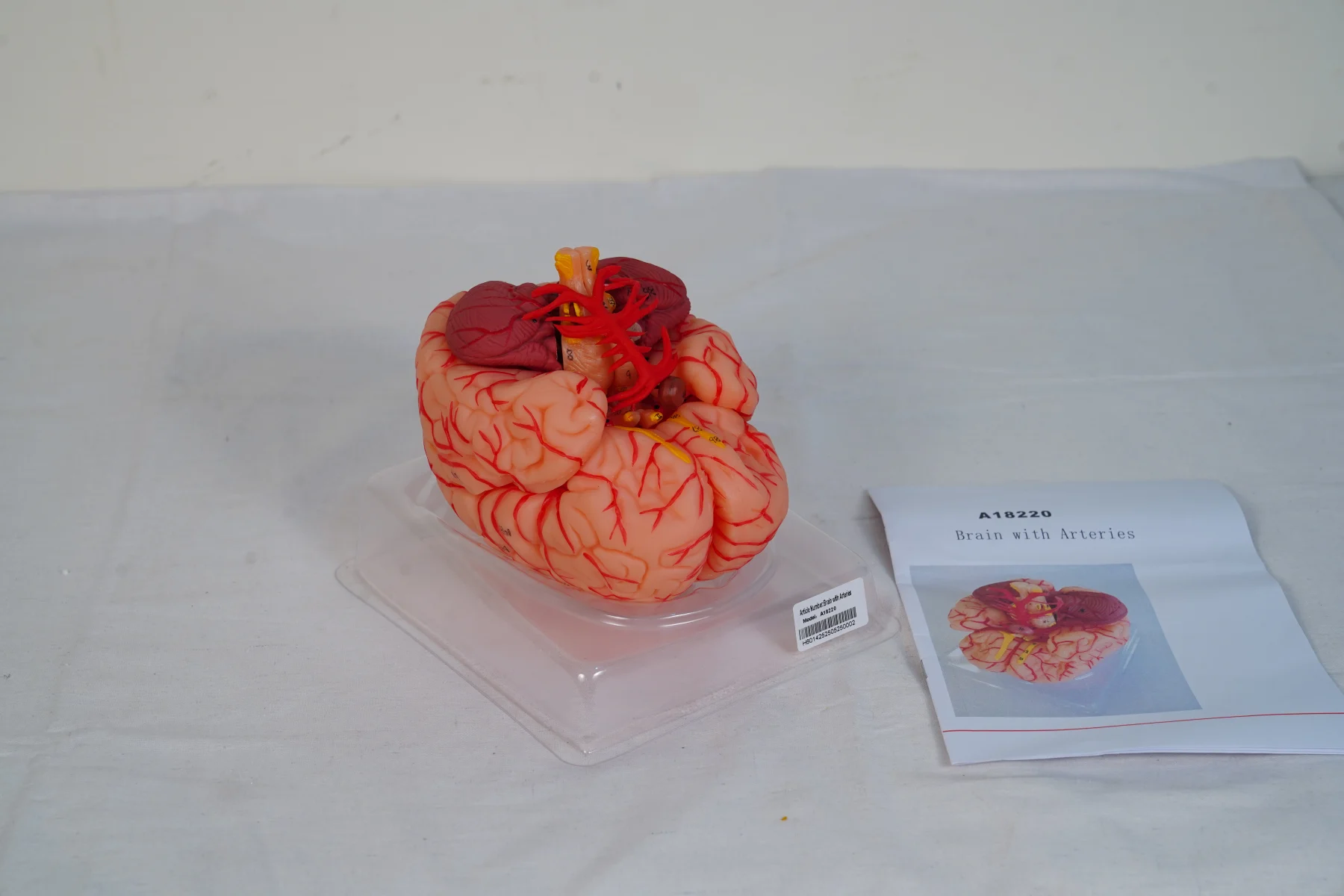 Brain With Arteries thumbnail 2