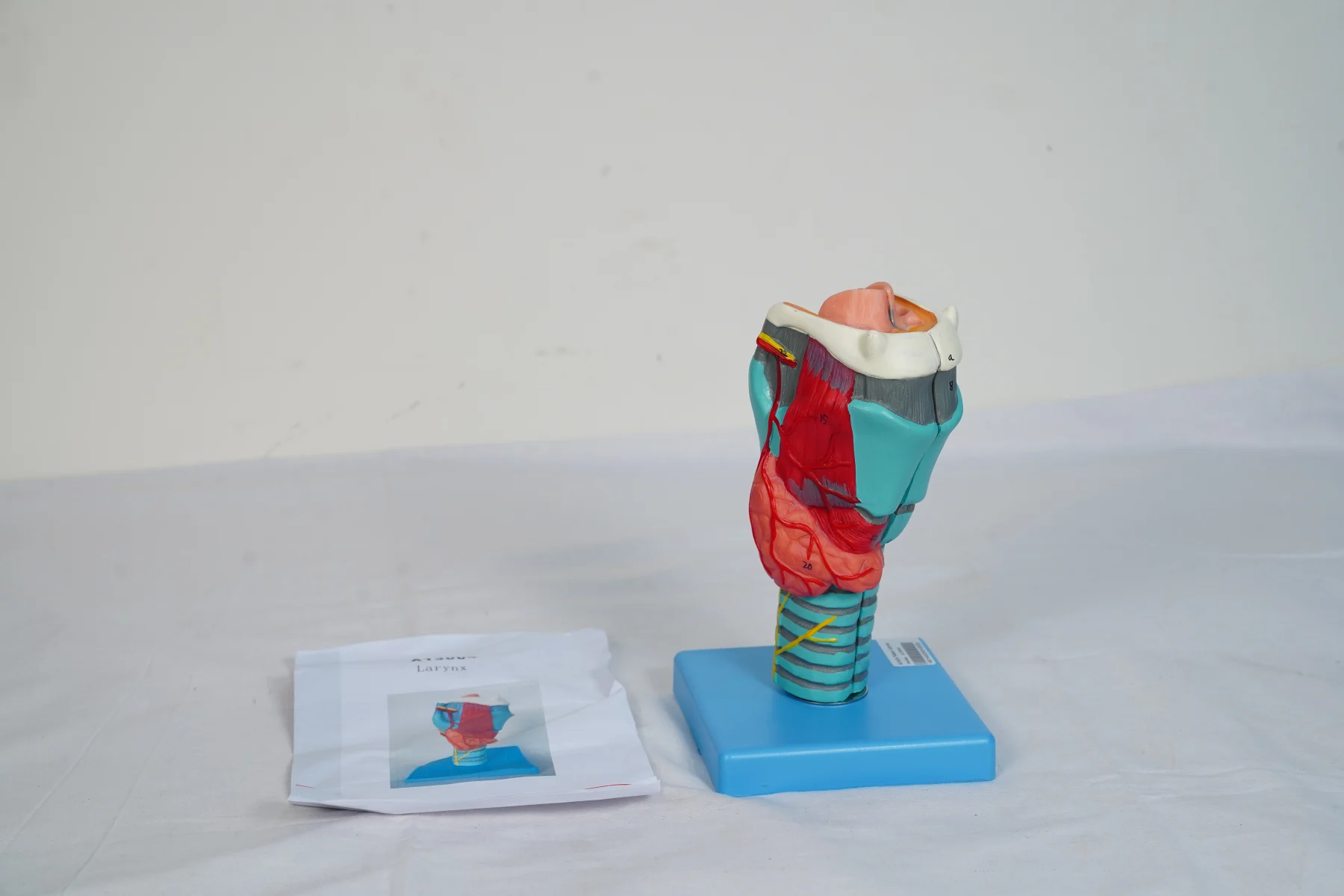 Larynx thumbnail 6