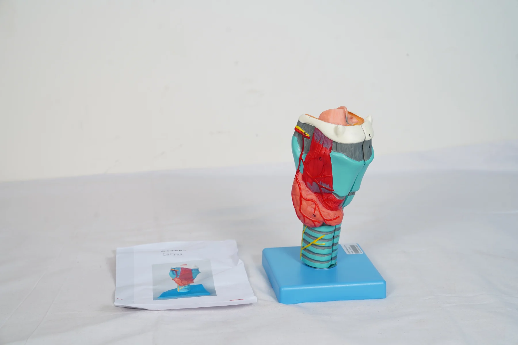 Larynx thumbnail 8