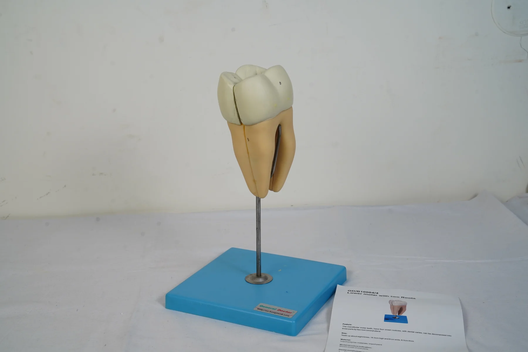 Lower Molar With Two Roots