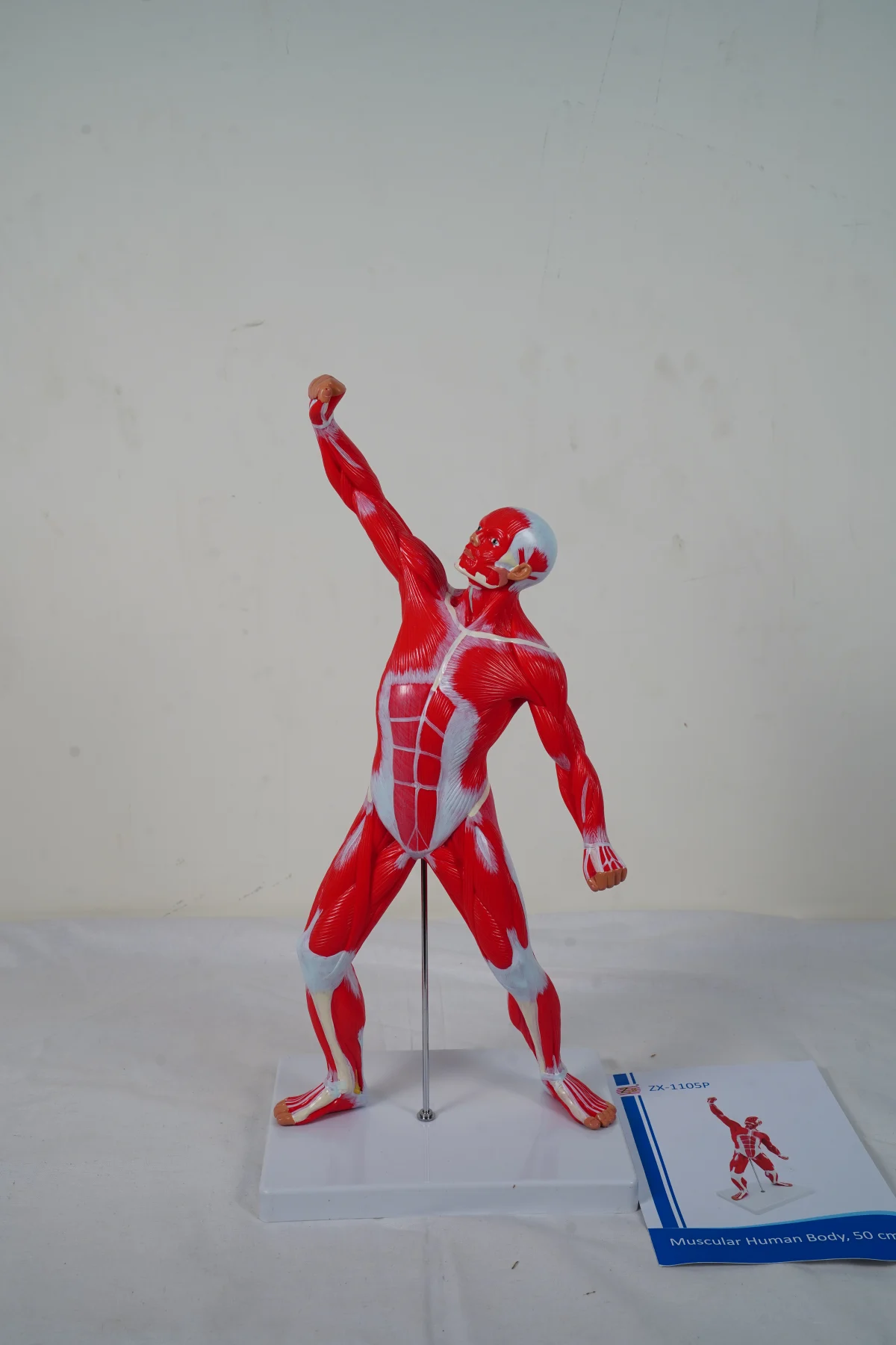 Muscular Human Body 50 cm thumbnail 8