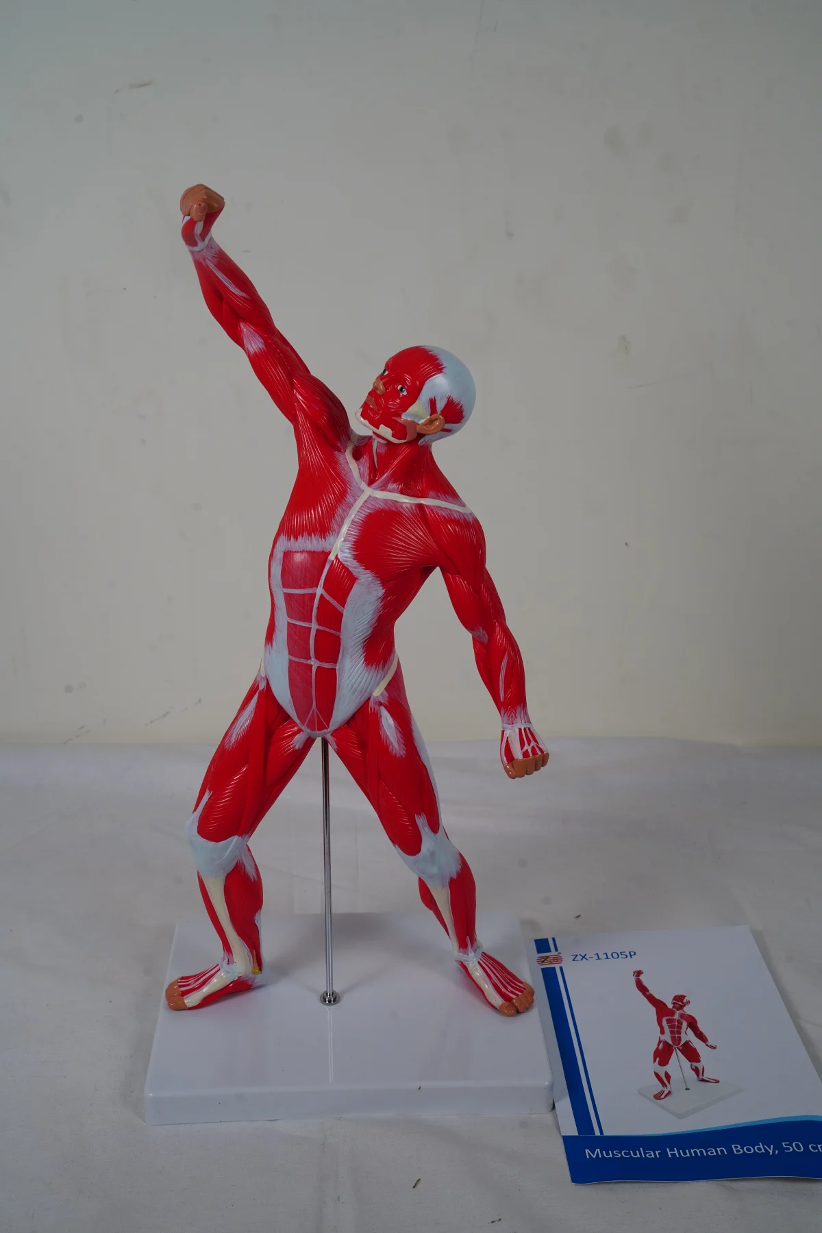 Muscular Human Body 50 cm thumbnail 7