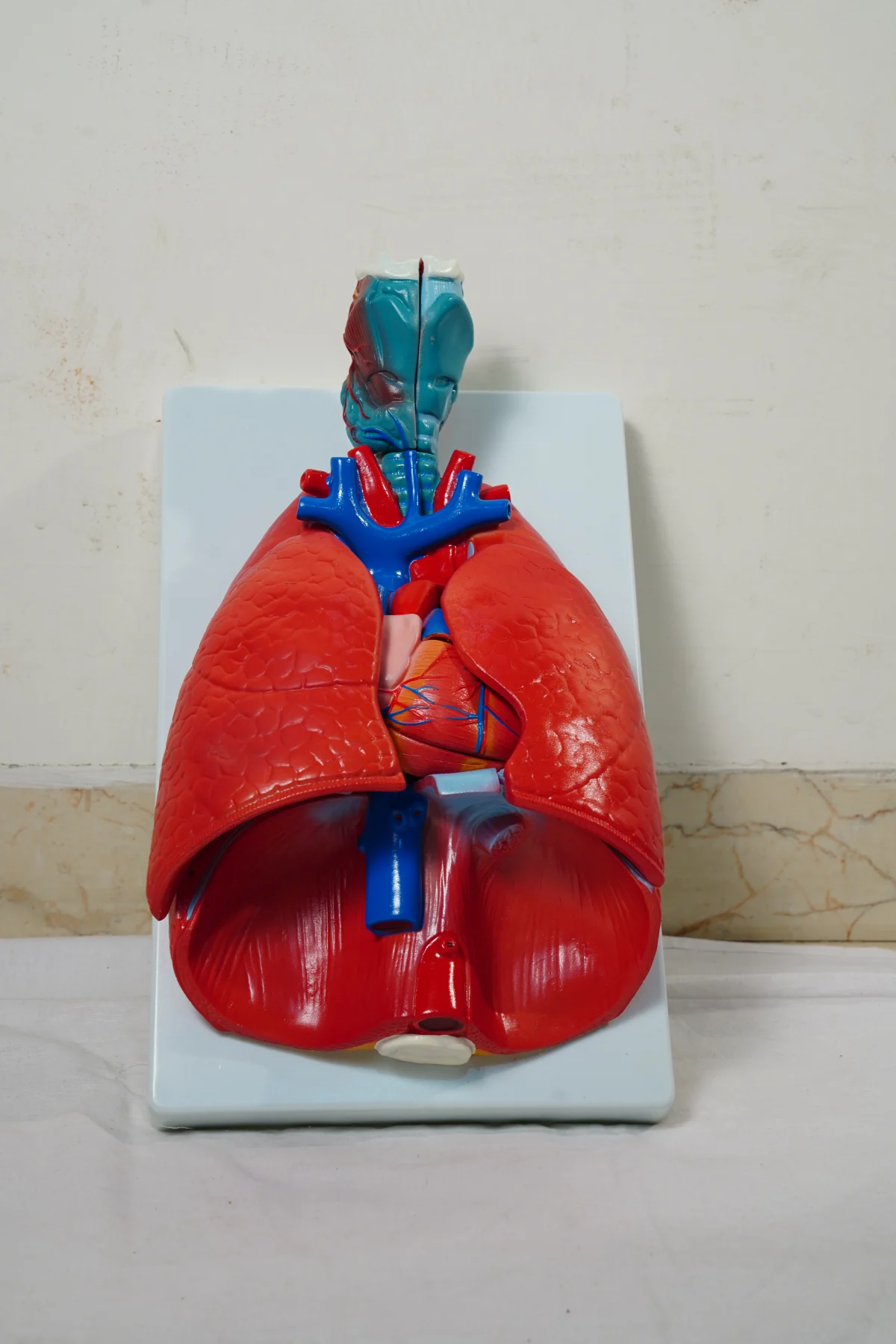 Lung Model thumbnail 4