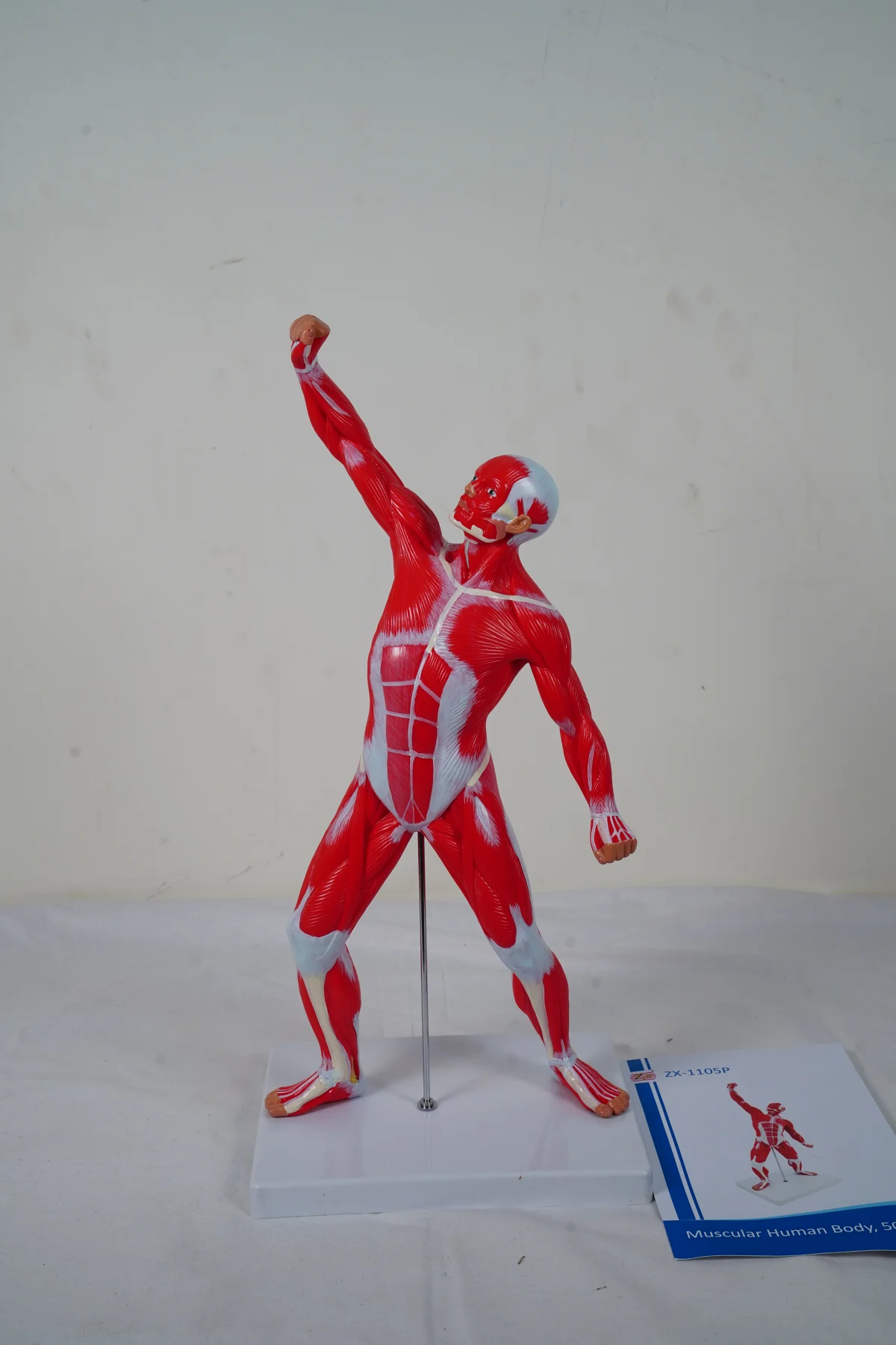 Muscular Human Body 50 cm