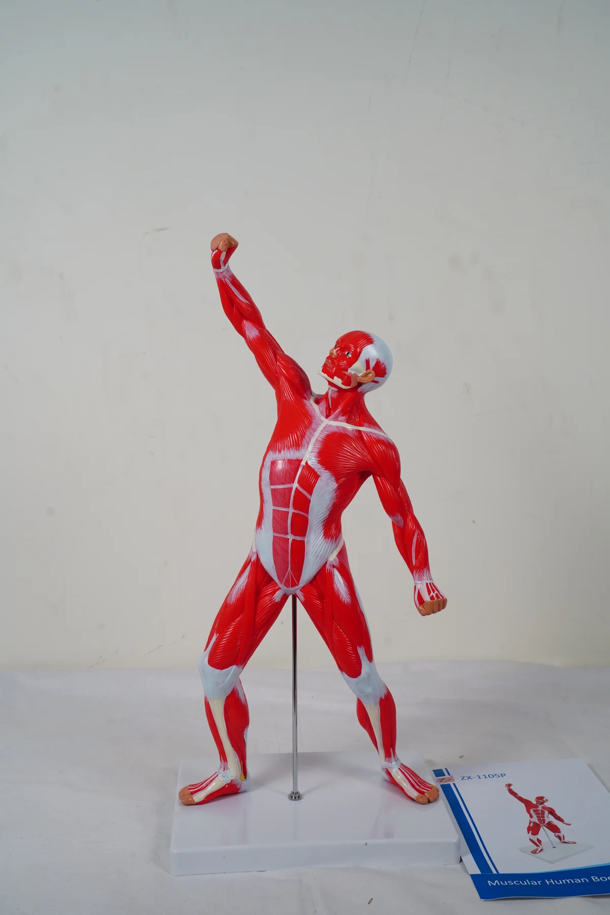 Muscular Human Body 50 cm thumbnail 2