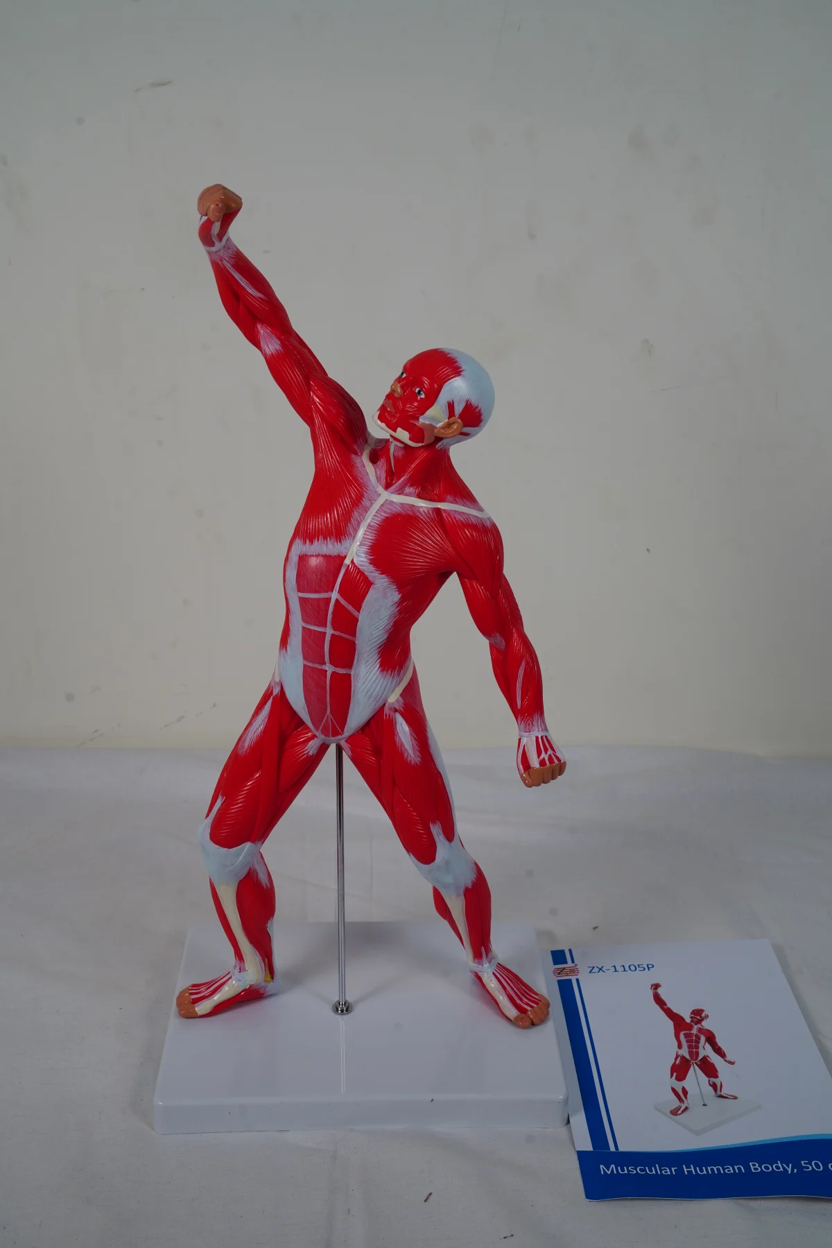 Muscular Human Body 50 cm thumbnail 4