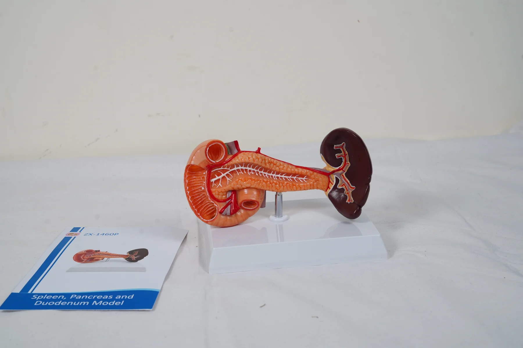 Spleen Pancreas and Duodenum Model