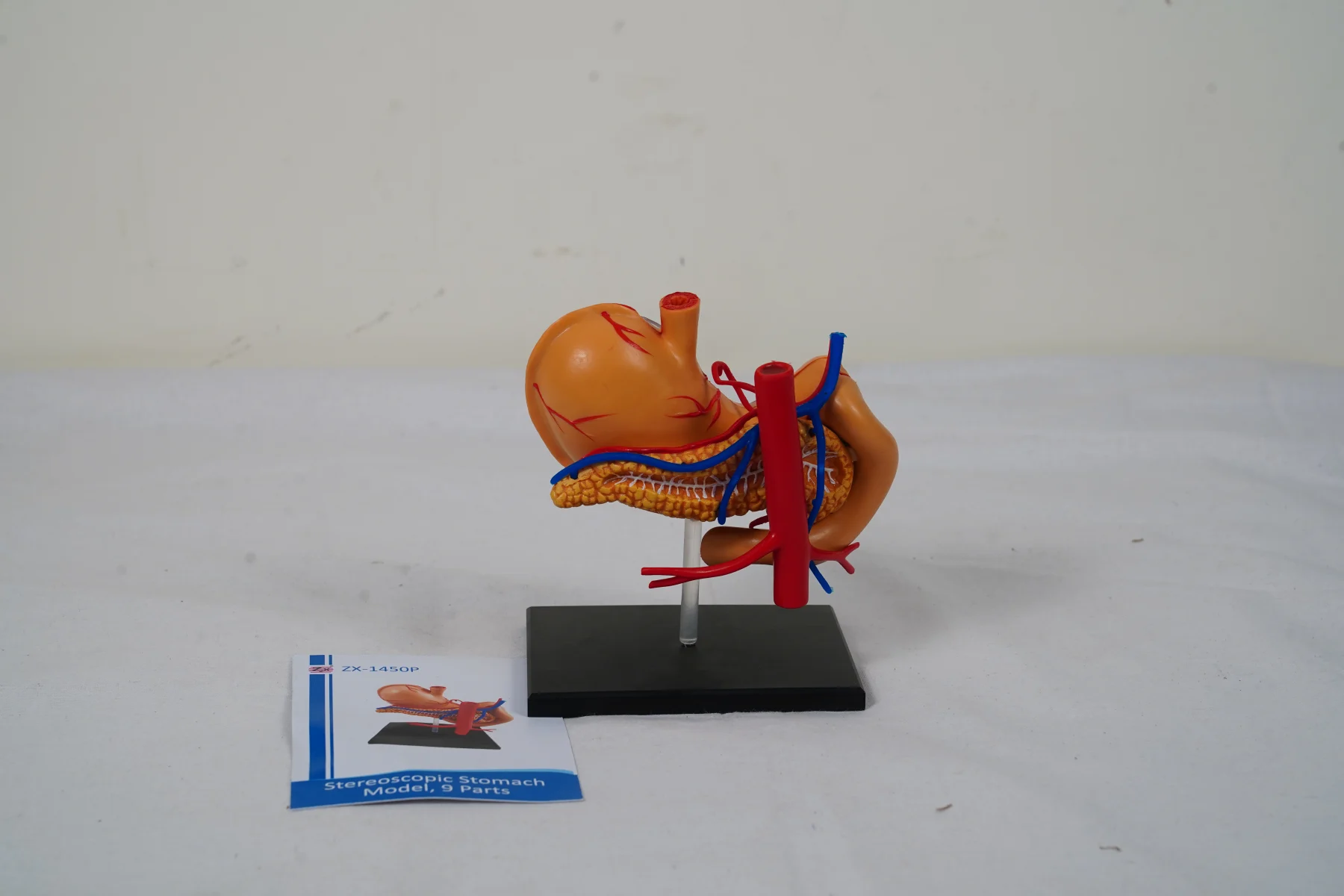 Stereoscopic Stomach Model 9 Parts thumbnail 5