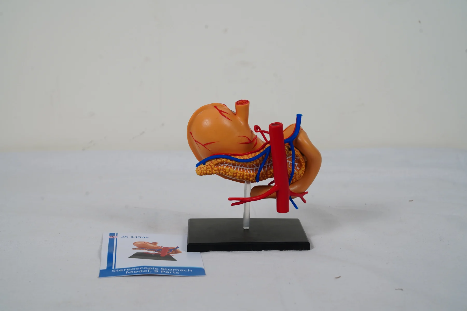 Stereoscopic Stomach Model 9 Parts thumbnail 3