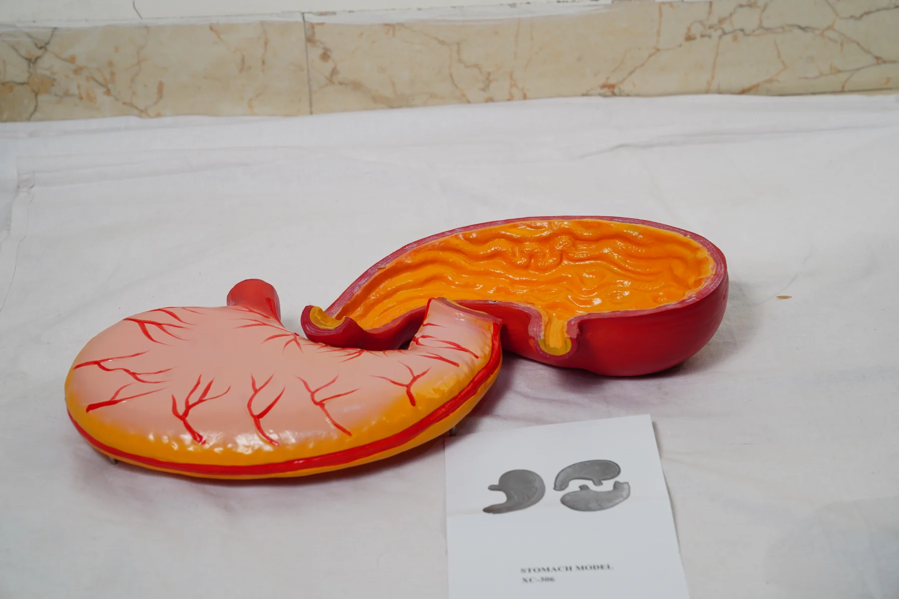 Stomach Model thumbnail 2