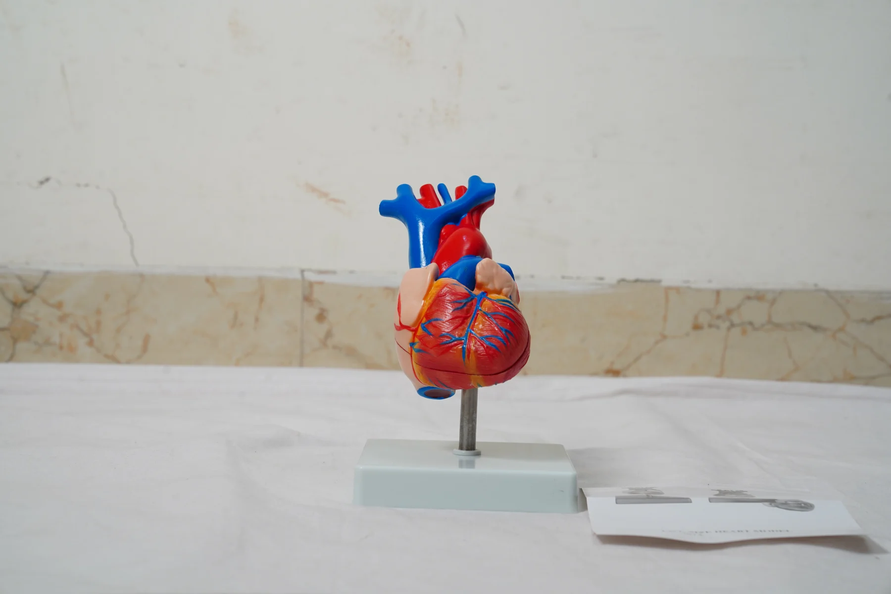 Life Size Heart Model