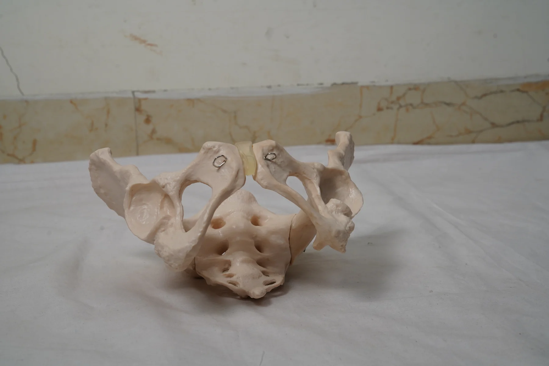 Male Pelvis Bone Model