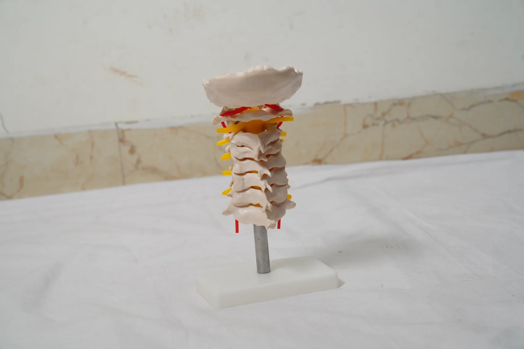 Cervical Vertebral Column with Neck Artery thumbnail 3