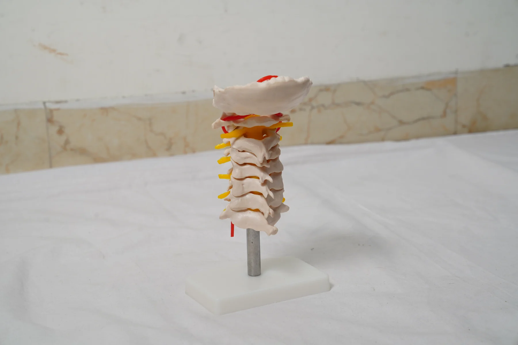 Cervical Vertebral Column with Neck Artery thumbnail 4