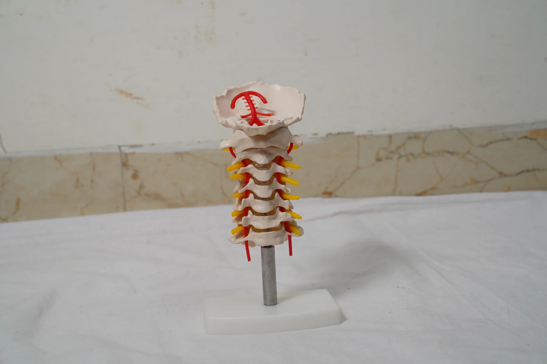 Cervical Vertebral Column with Neck Artery