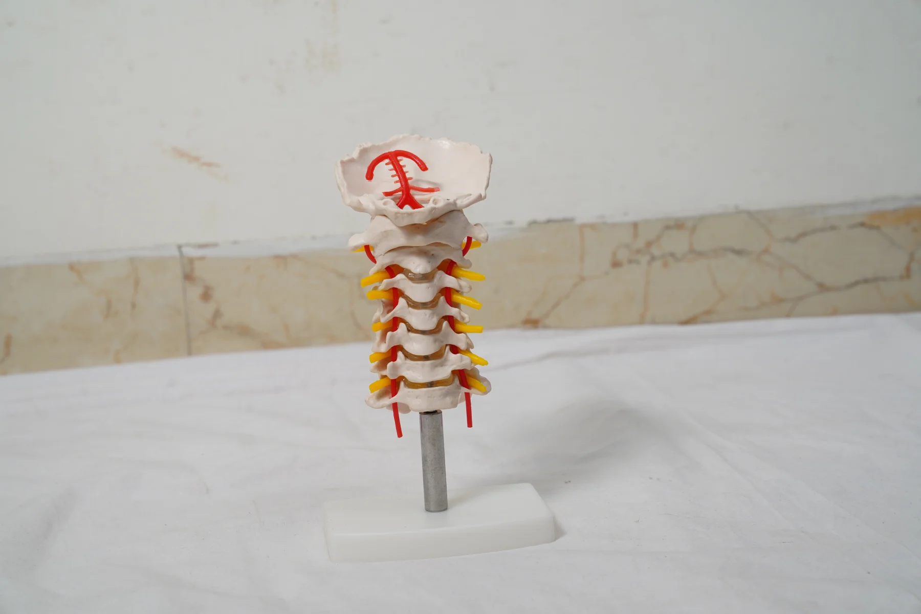 Cervical Vertebral Column with Neck Artery thumbnail 2
