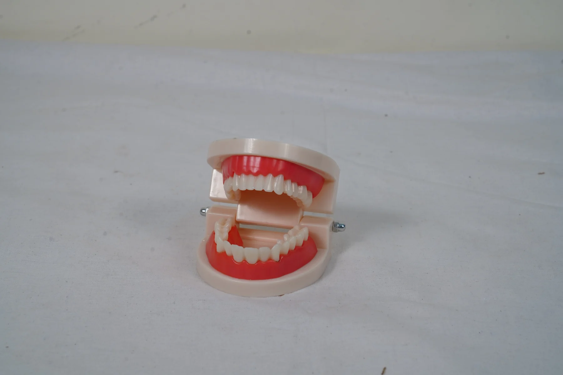 Dental Care Model 28 Teeth