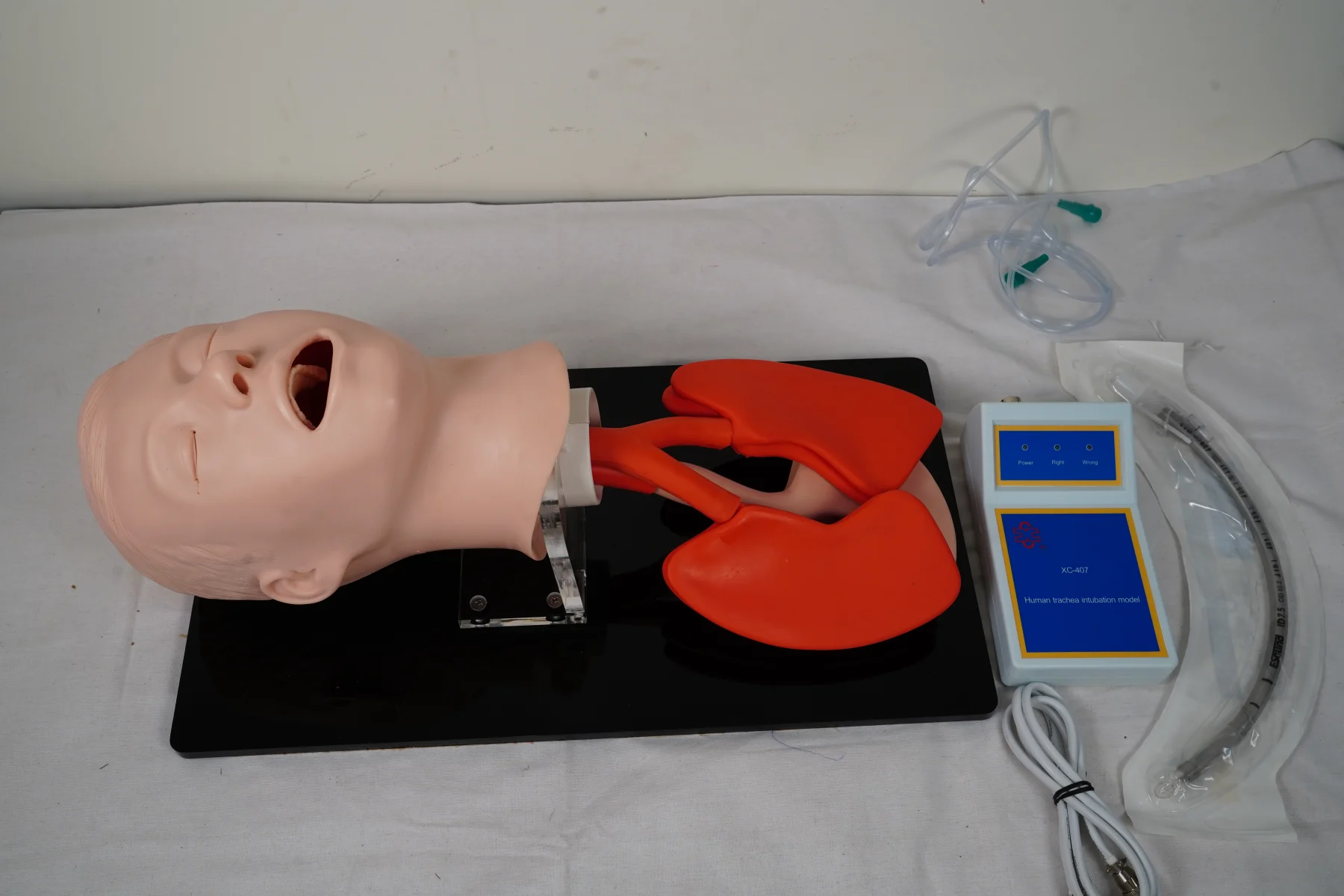 Human Trachea Intubation Model