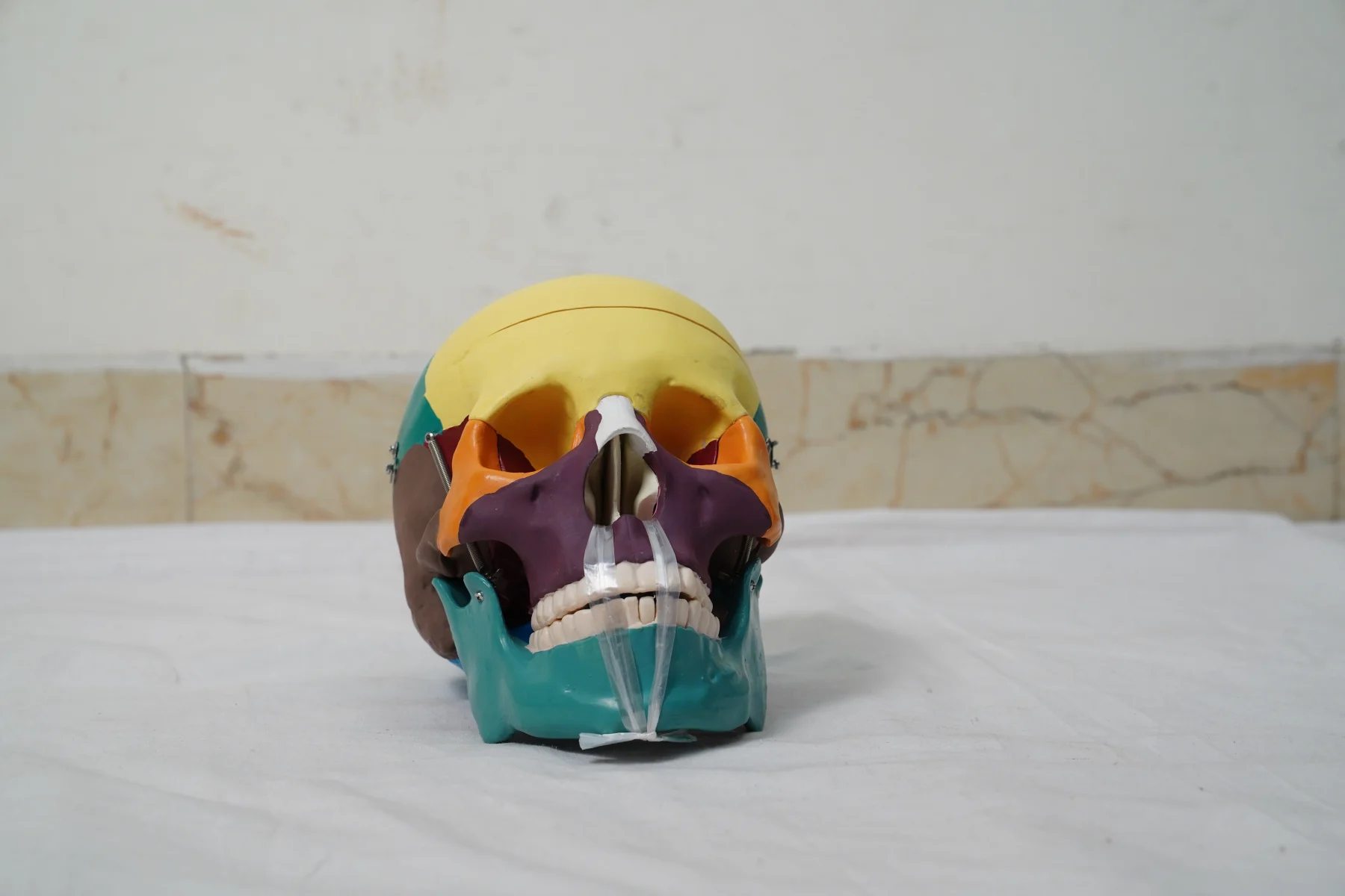 Life Size Coloured Skull