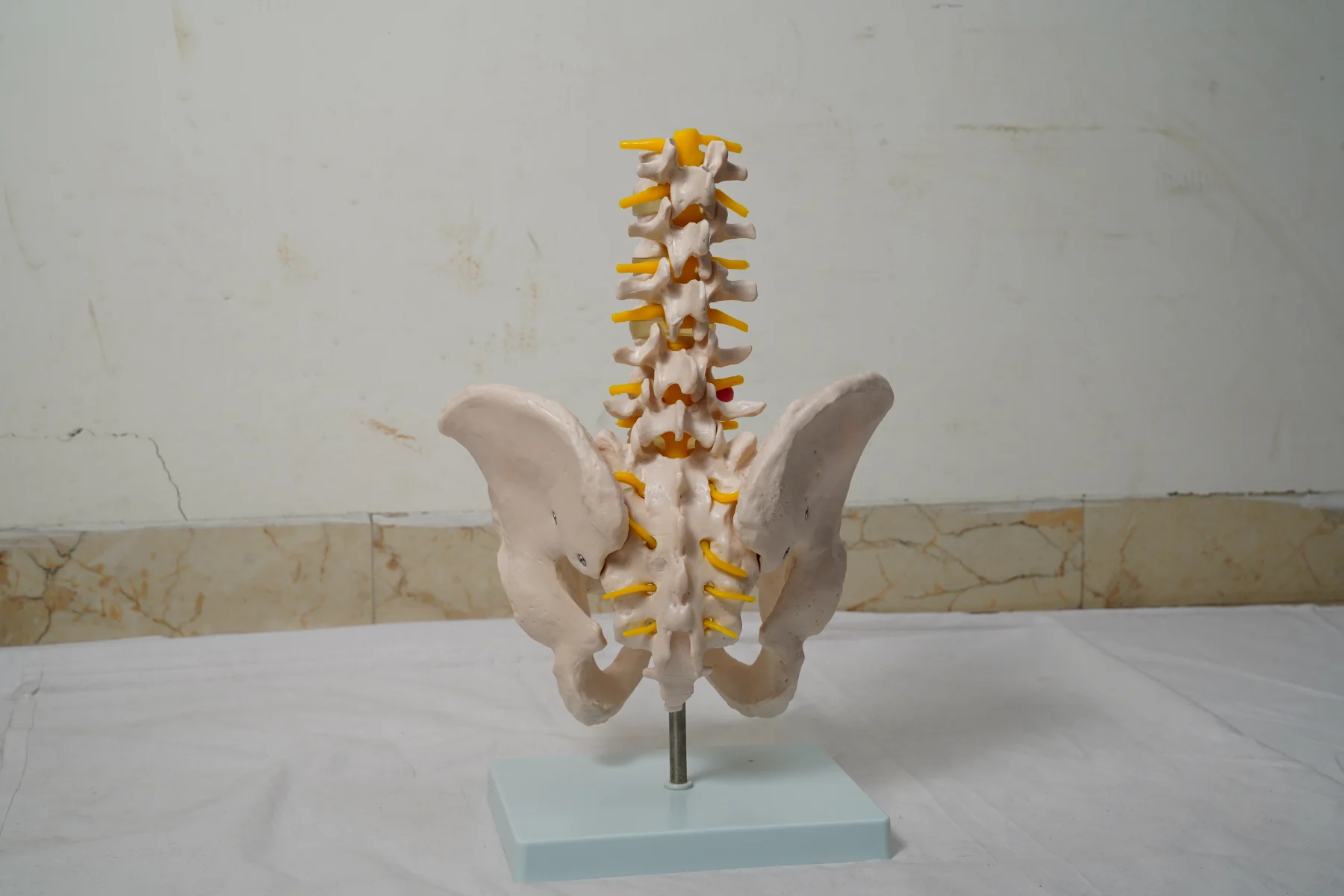 Life Size Pelvis With 5Pcs Lumbar Vertebrae thumbnail 3