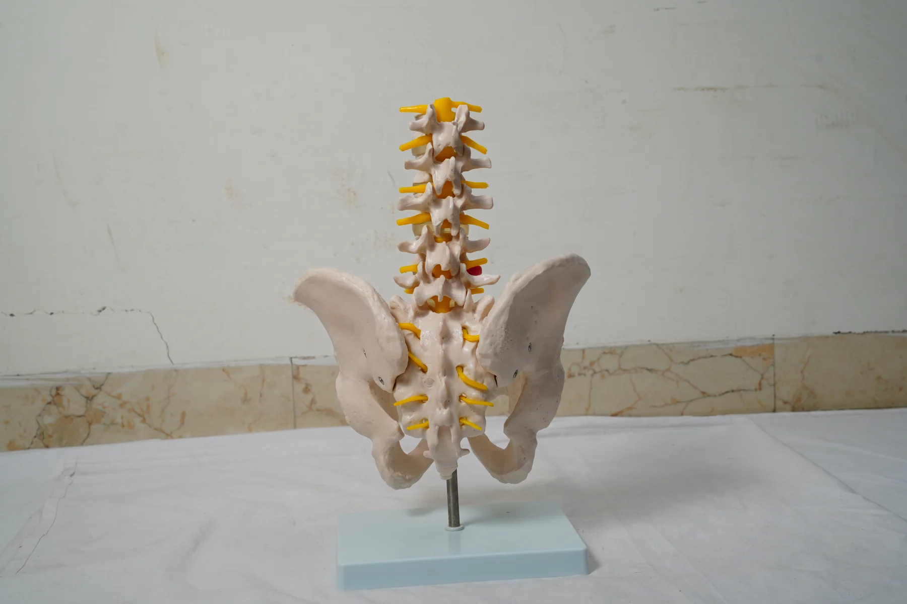 Life Size Pelvis With 5Pcs Lumbar Vertebrae thumbnail 4