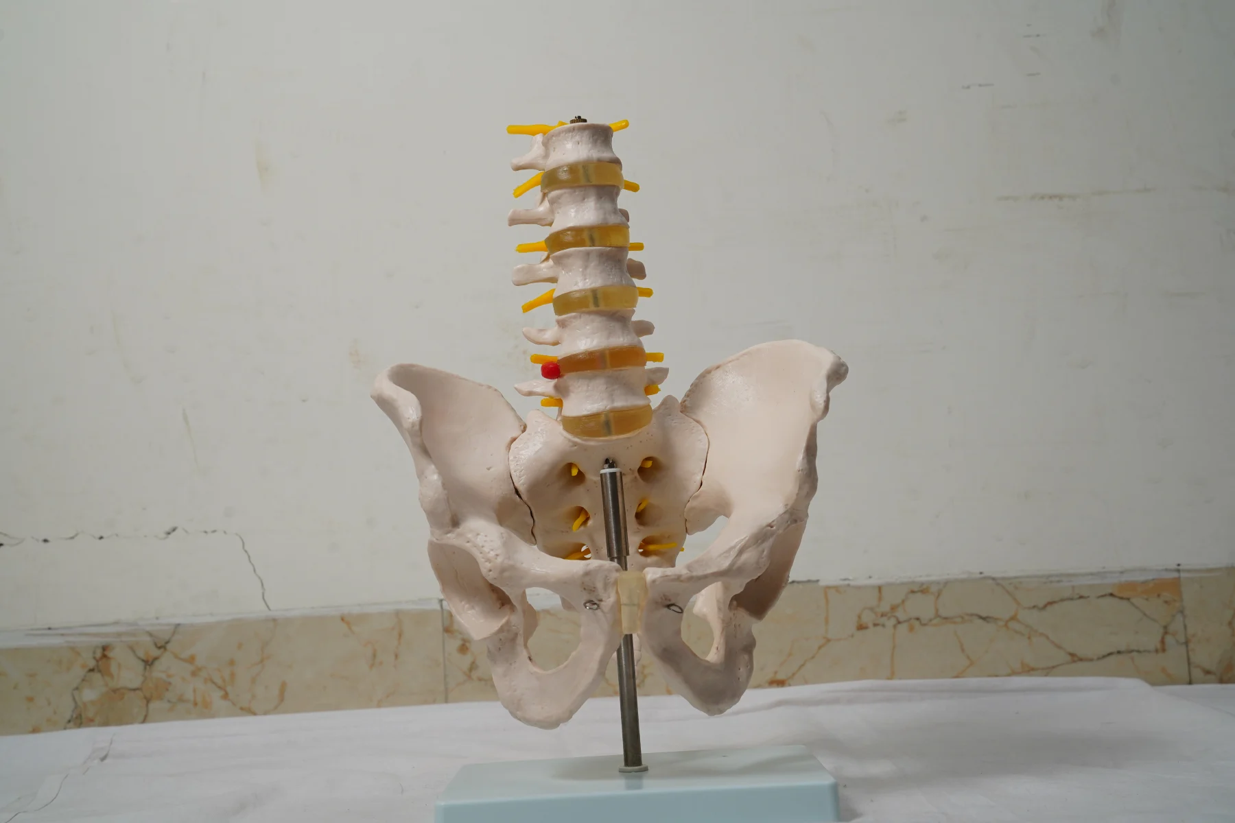 Life Size Pelvis With 5Pcs Lumbar Vertebrae