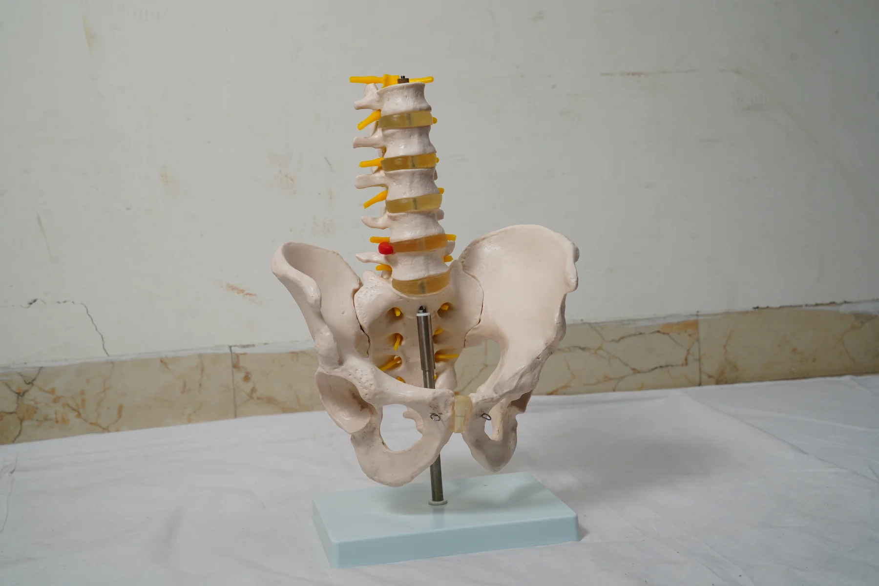 Life Size Pelvis With 5Pcs Lumbar Vertebrae thumbnail 2