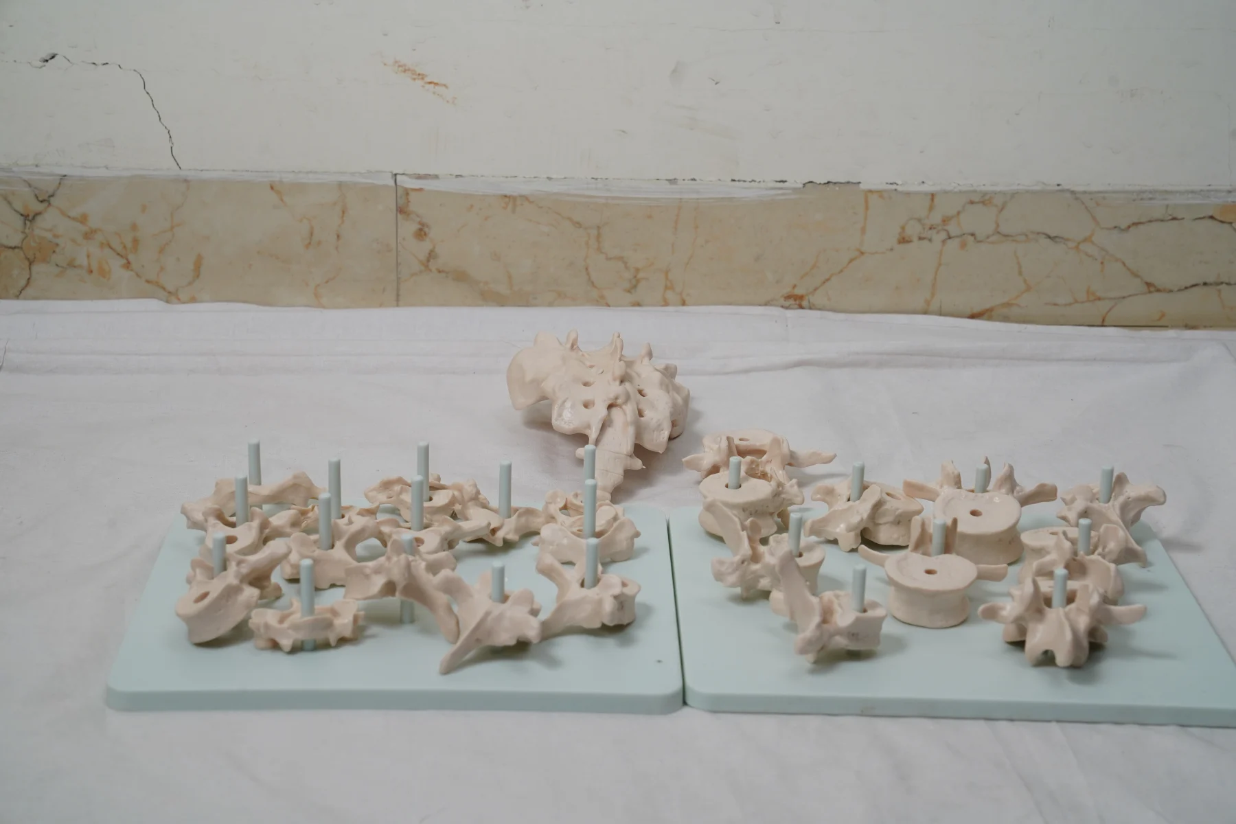 Life Size Vertebral Column Disarticulate Model thumbnail 3