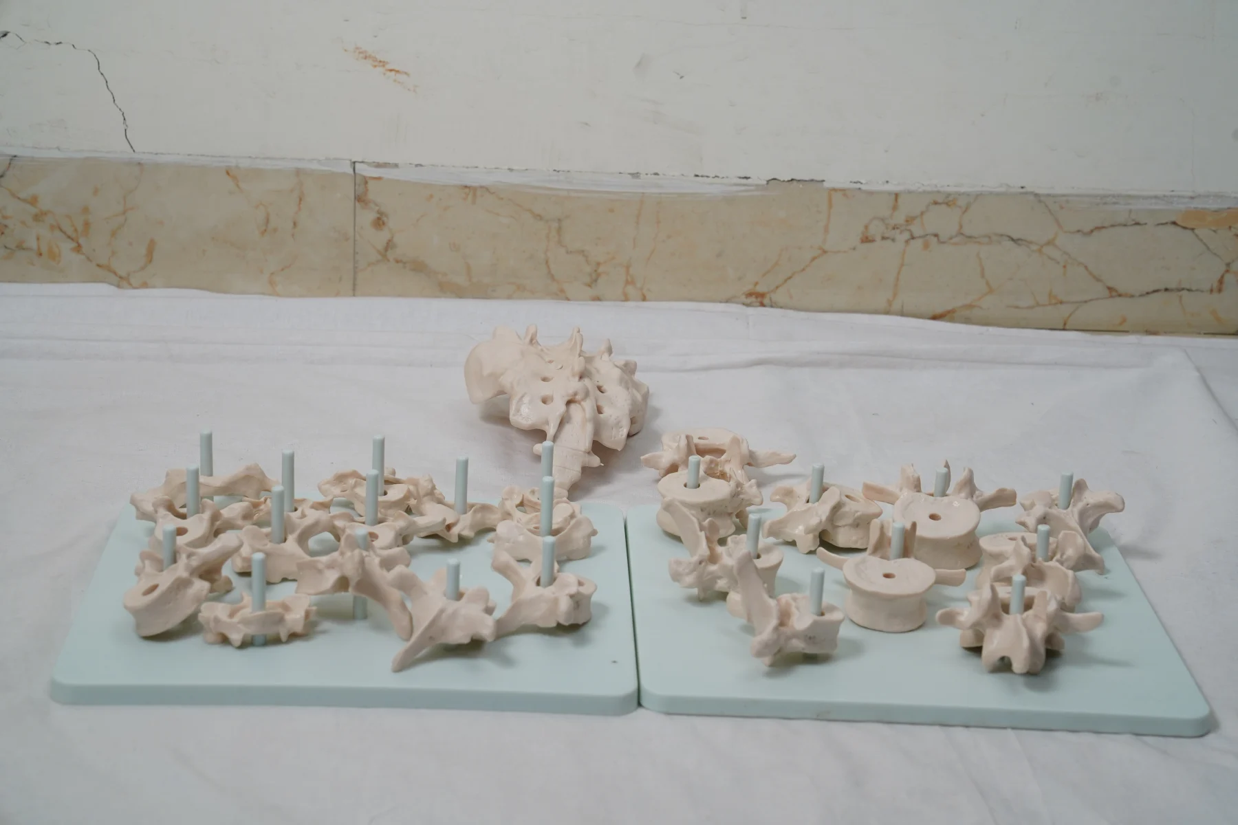 Life Size Vertebral Column Disarticulate Model thumbnail 4