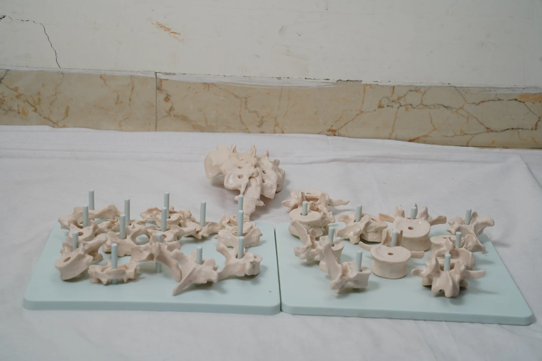 Life Size Vertebral Column Disarticulate Model thumbnail 5