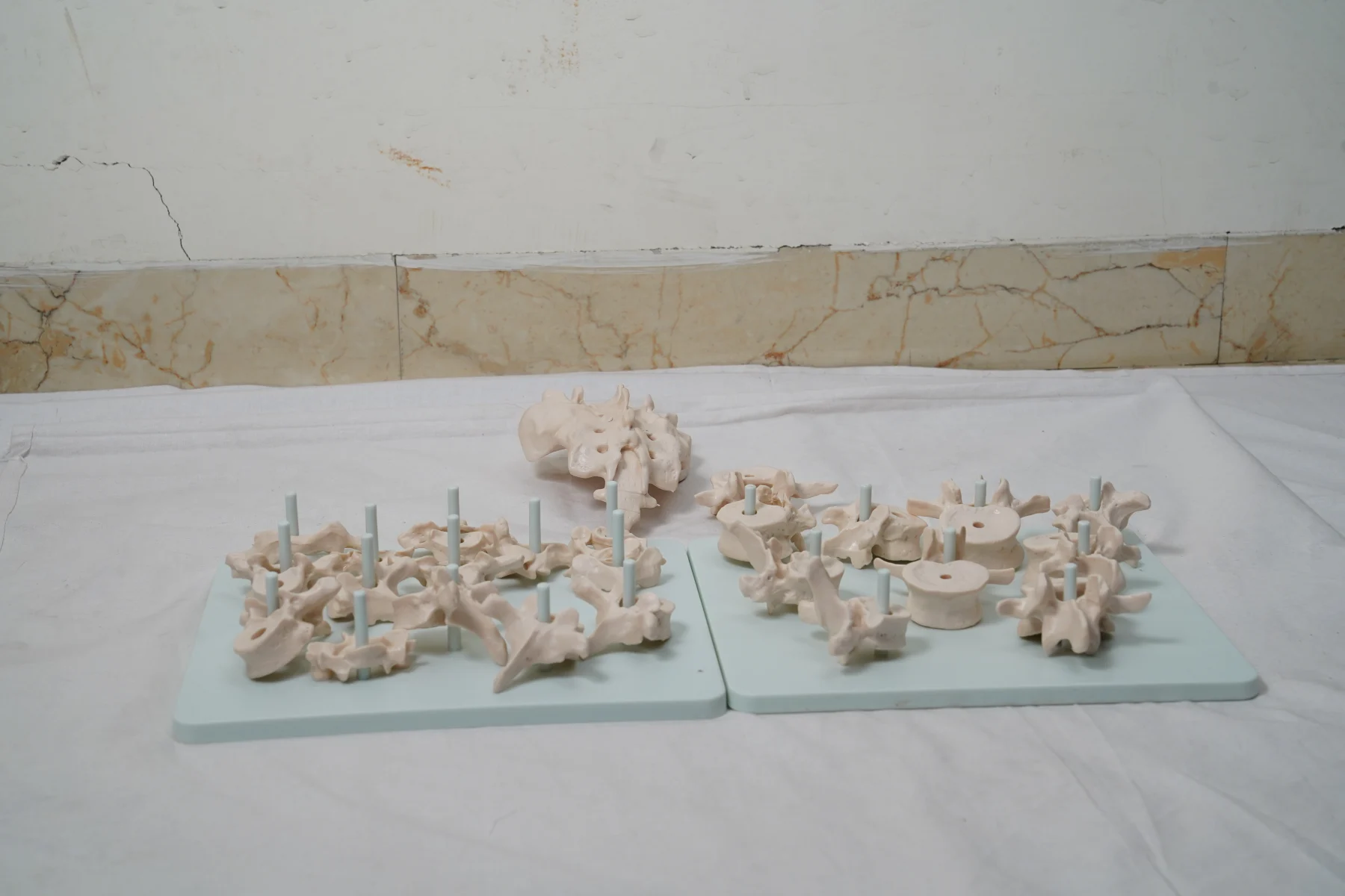 Life Size Vertebral Column Disarticulate Model thumbnail 2
