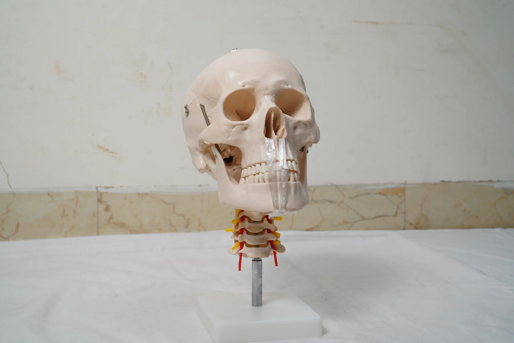 Skull with Cervical Spine
