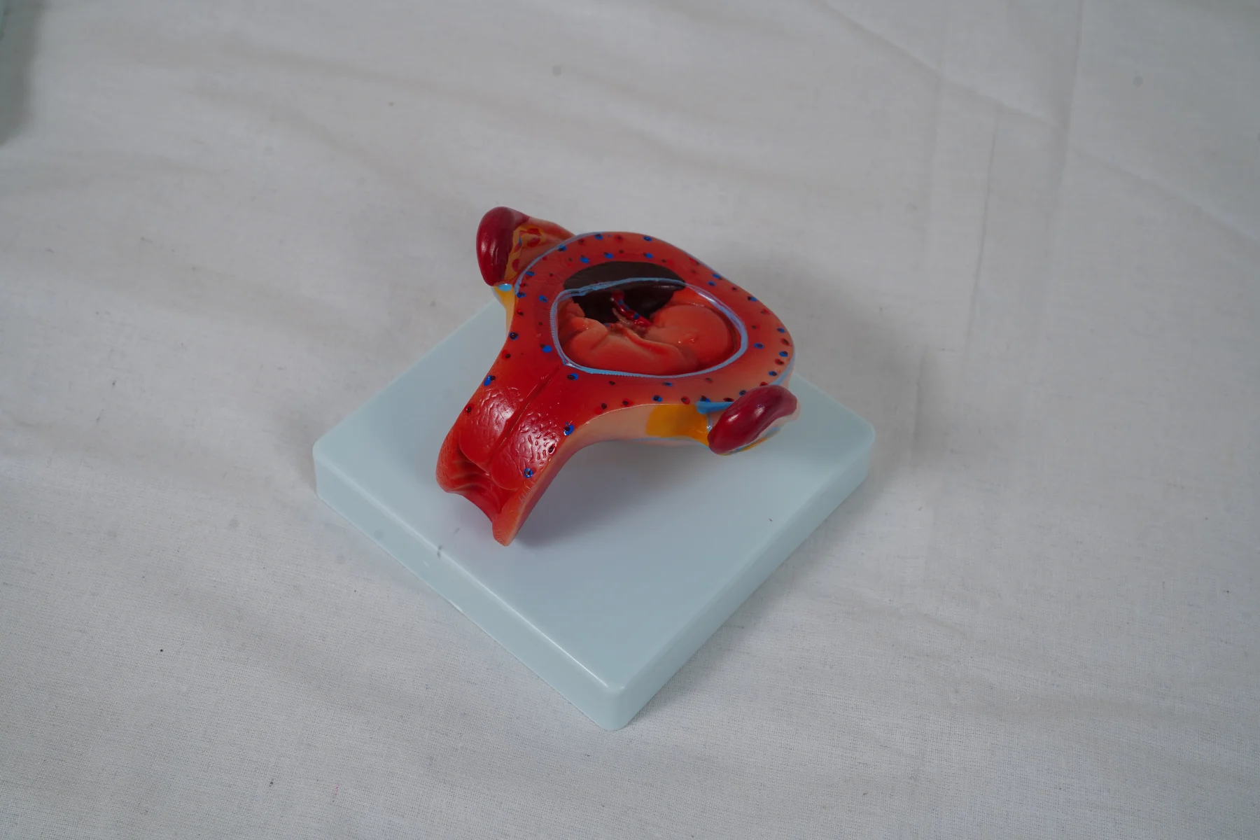The Development Process for Fetus (Half Size) thumbnail 19