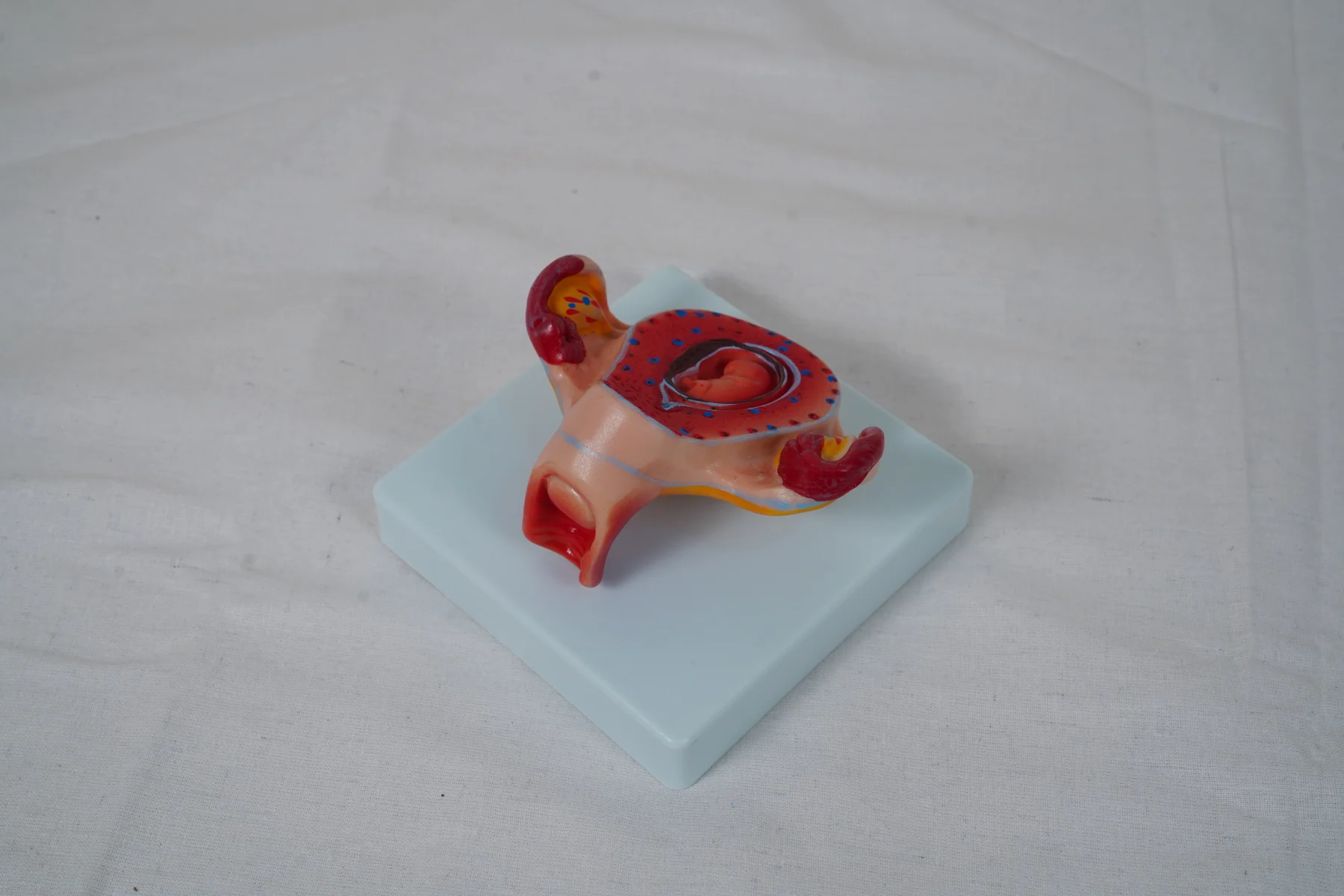 The Development Process for Fetus (Half Size) thumbnail 20