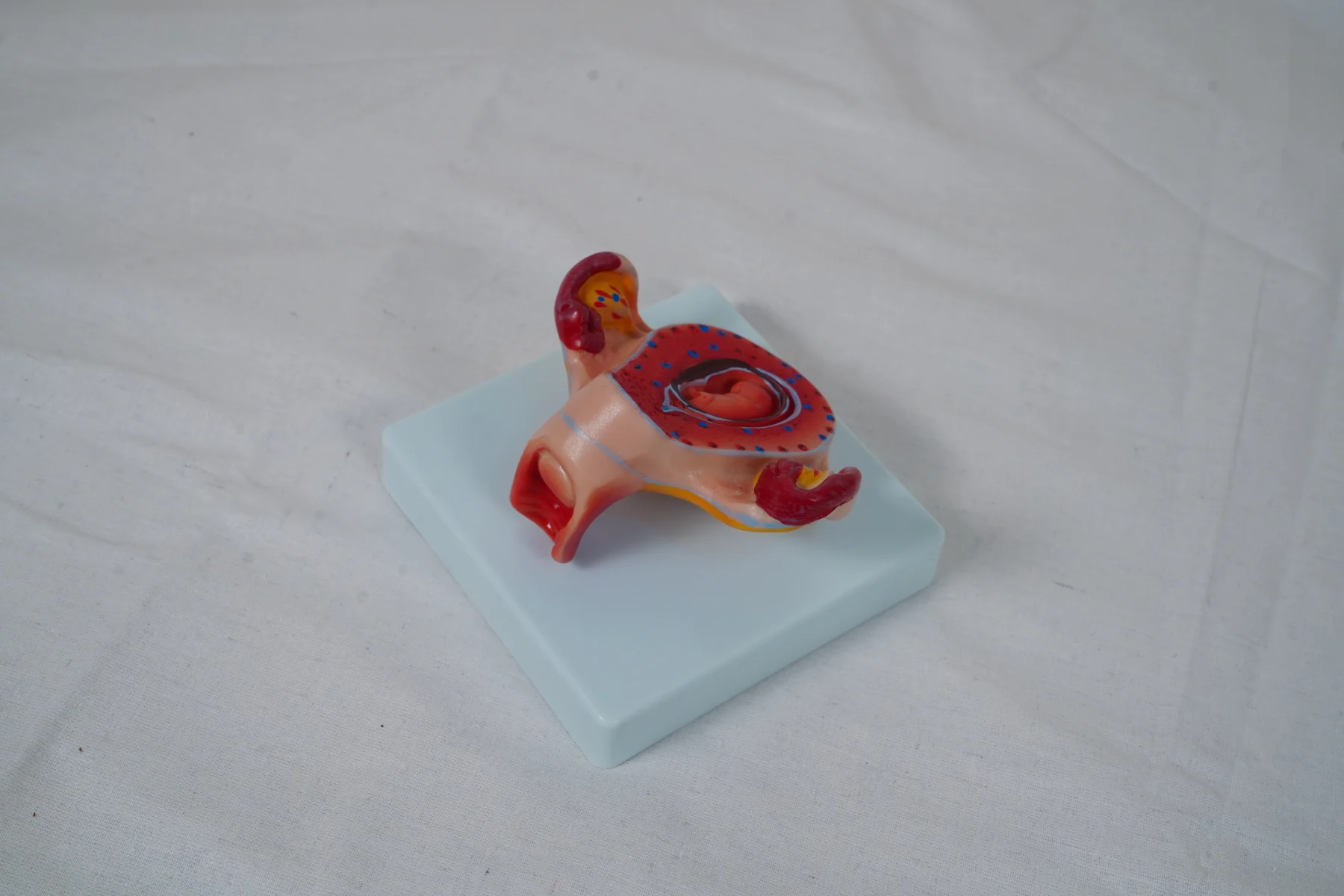 The Development Process for Fetus (Half Size) thumbnail 21
