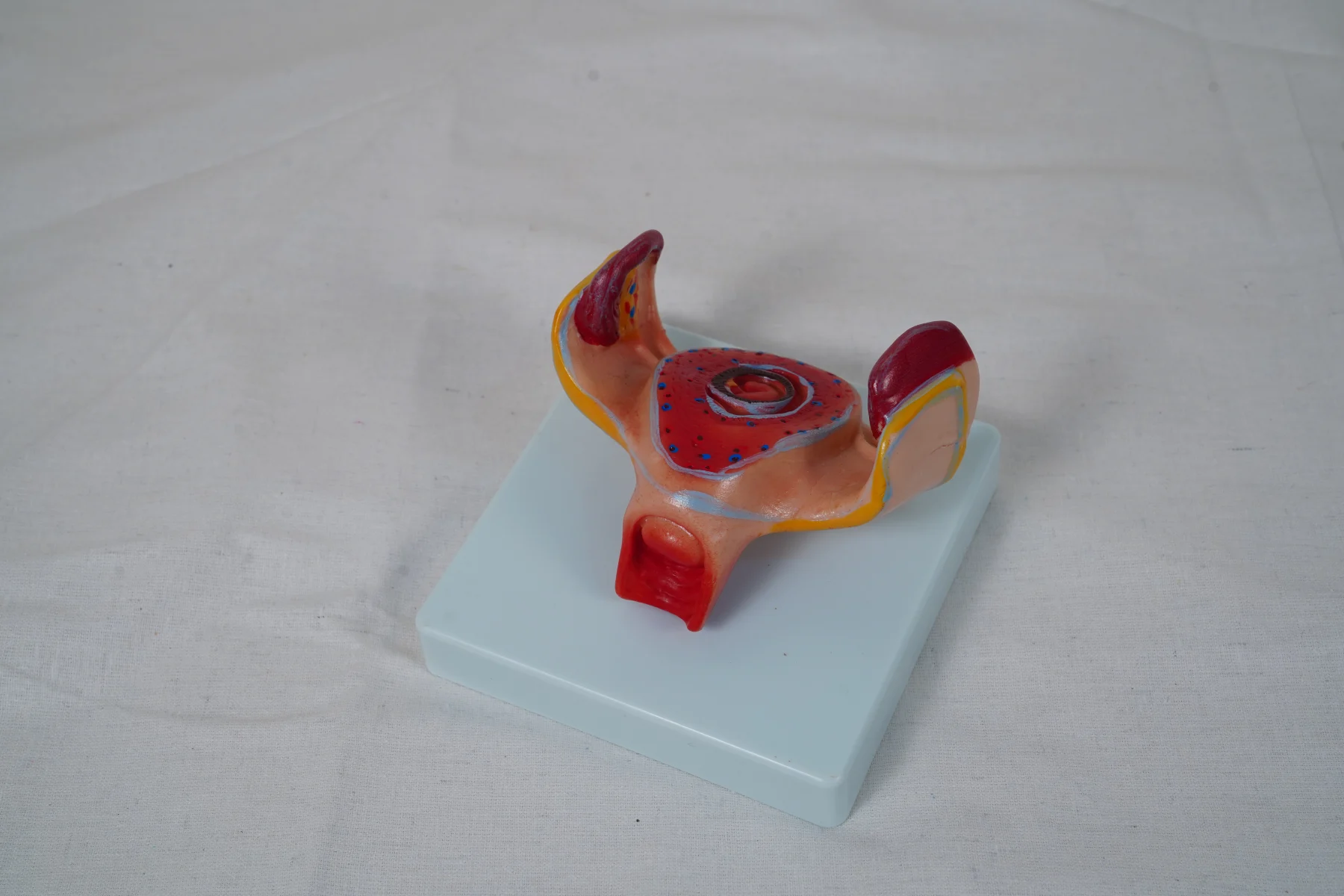 The Development Process for Fetus (Half Size) thumbnail 22