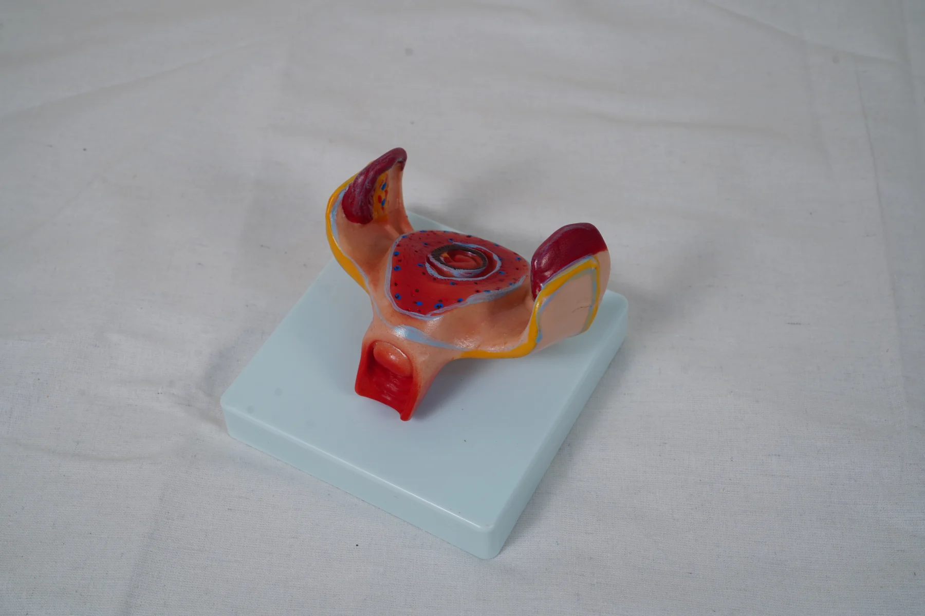 The Development Process for Fetus (Half Size) thumbnail 23