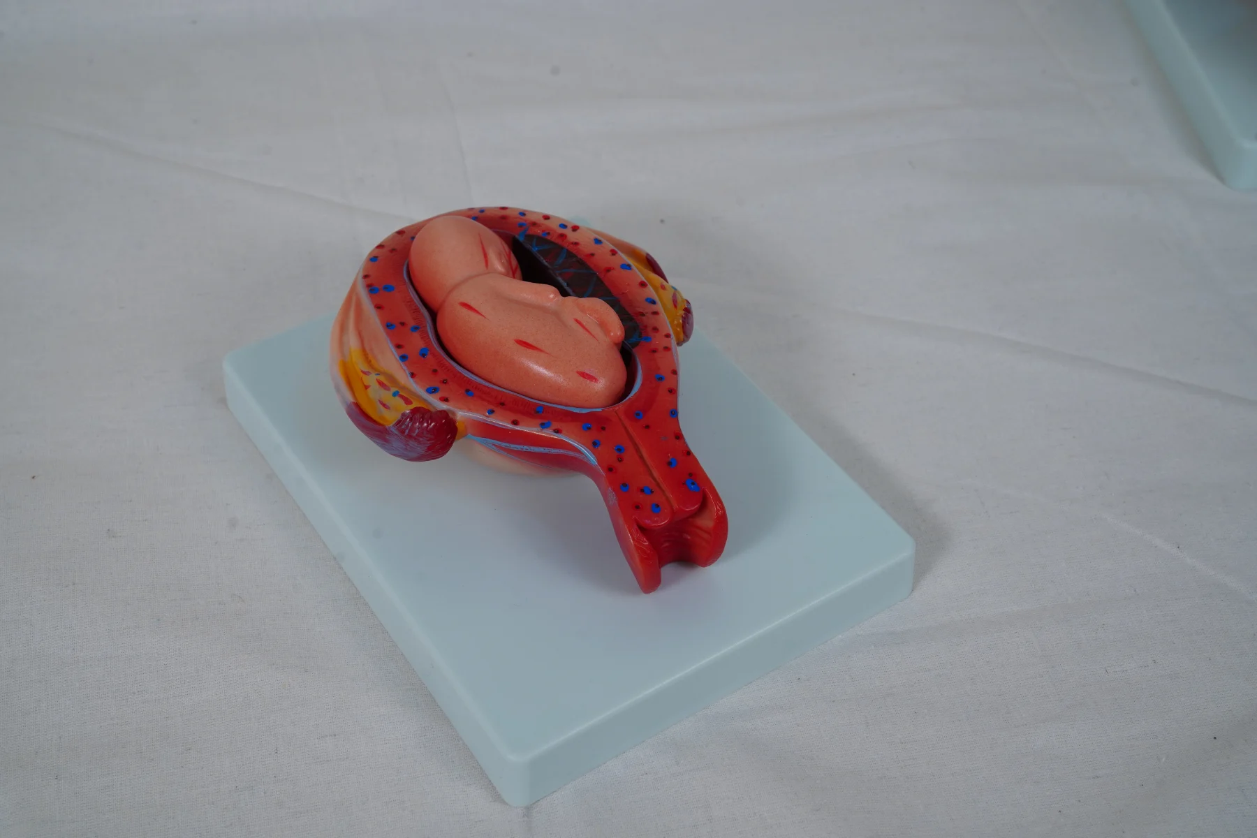 The Development Process for Fetus (Half Size) thumbnail 11