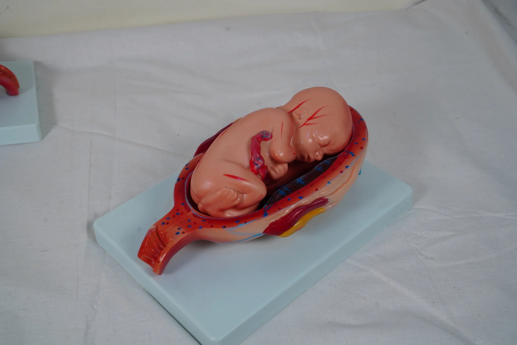 The Development Process for Fetus (Half Size) thumbnail 6