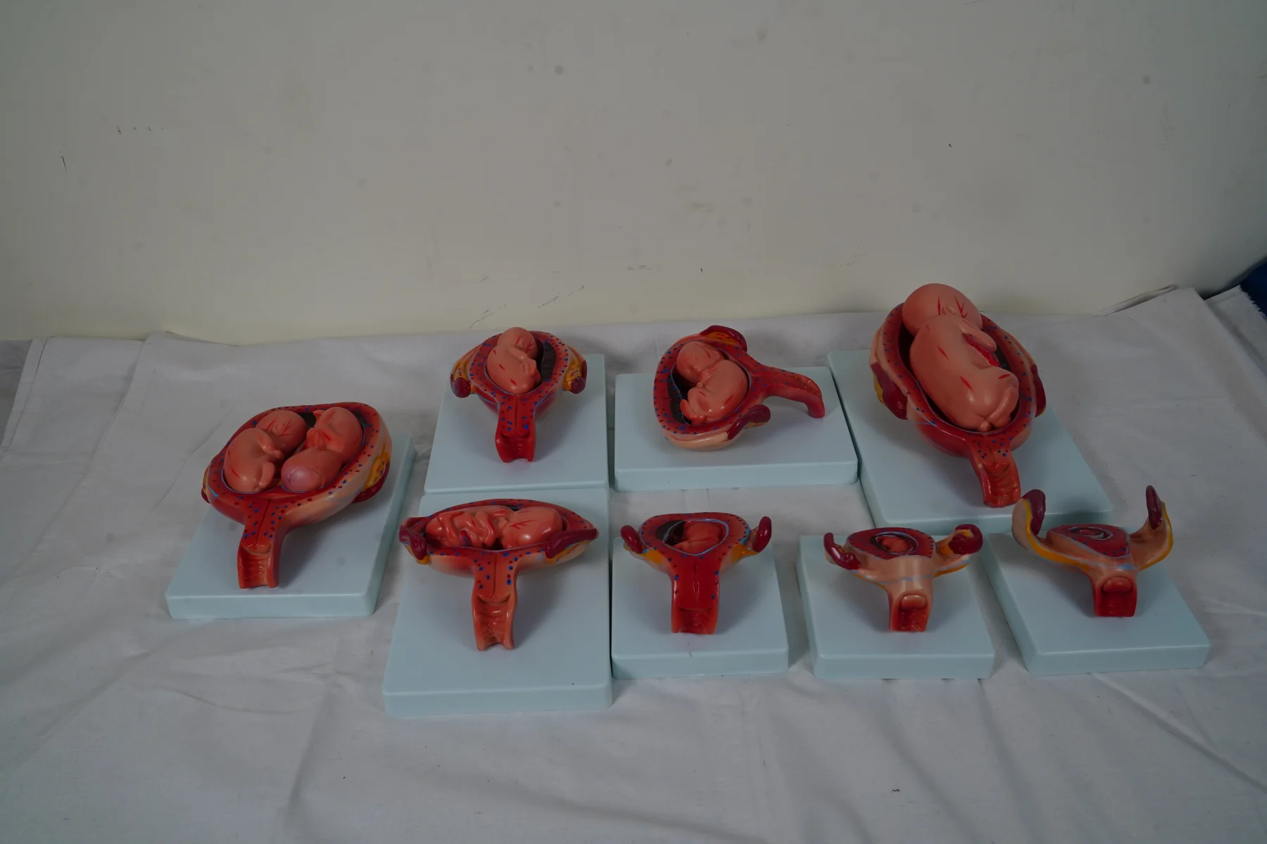 The Development Process for Fetus (Half Size)