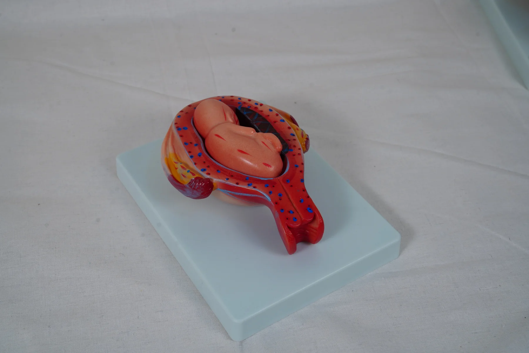 The Development Process for Fetus (Half Size) thumbnail 12