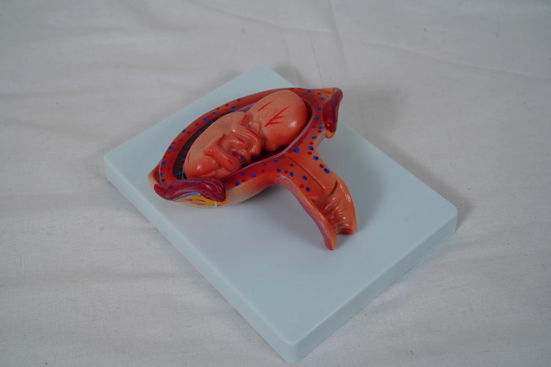 The Development Process for Fetus (Half Size) thumbnail 15