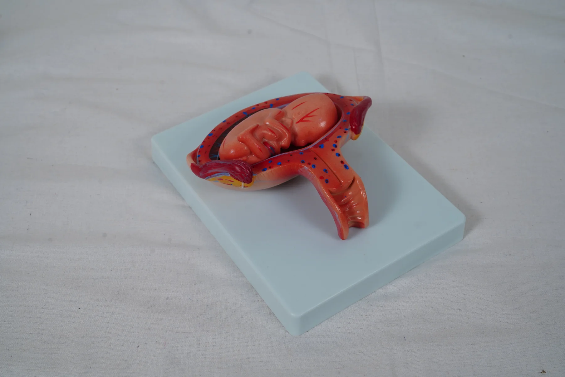 The Development Process for Fetus (Half Size) thumbnail 16