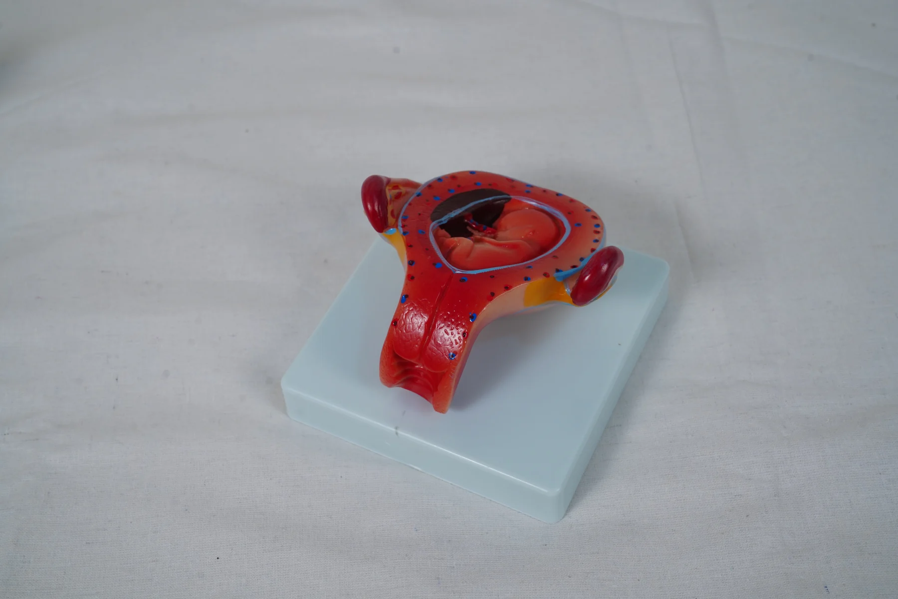 The Development Process for Fetus (Half Size) thumbnail 17