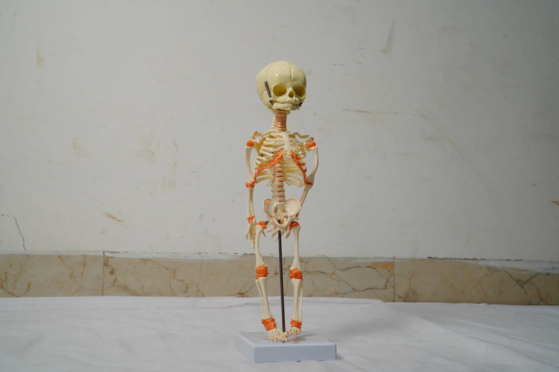 Fetus Skeleton Model thumbnail 3